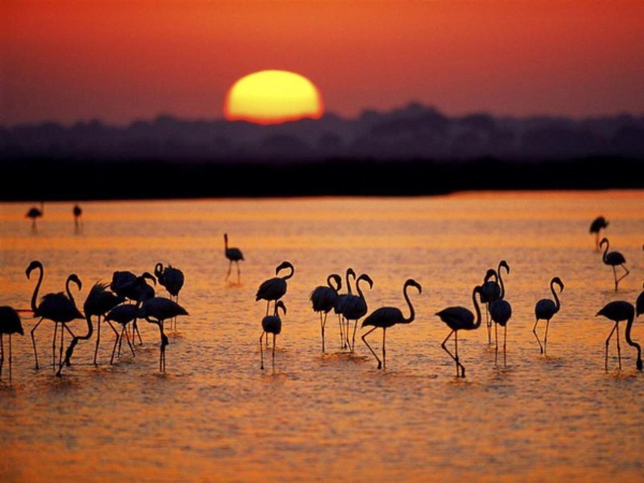 El Rocío Alojamiento Rural Flamingo מראה חיצוני תמונה